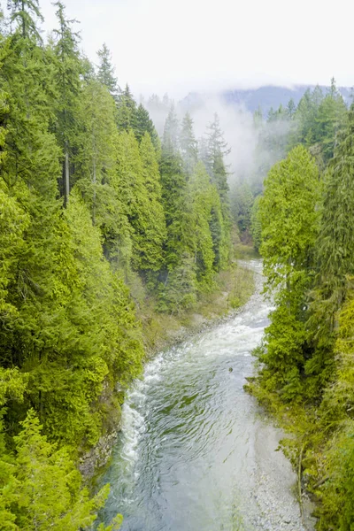 Incredibile natura nei boschi canadesi - meravigliosa foresta verde — Foto Stock