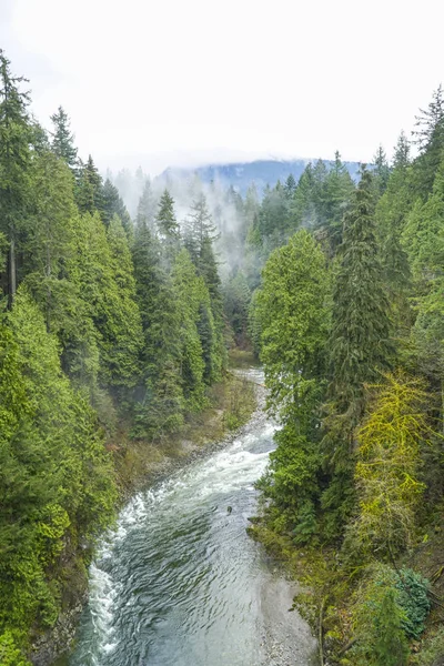 Nature étonnante dans les bois canadiens - merveilleuse forêt verte — Photo