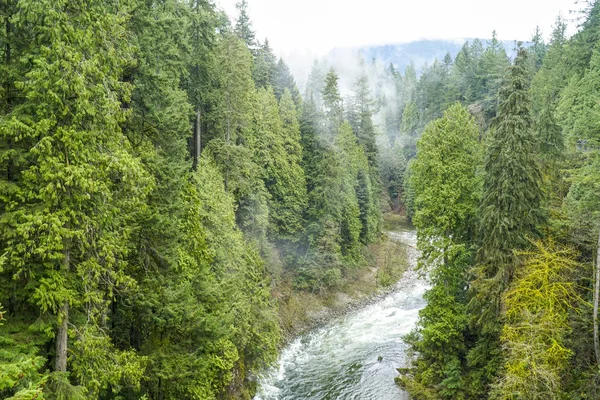 La nature sauvage canadienne - de beaux arbres verts dans les bois — Photo