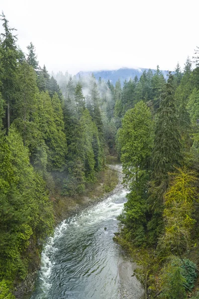 La nature sauvage canadienne - de beaux arbres verts dans les bois — Photo