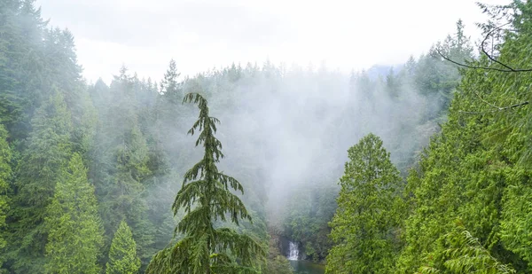 Зеленые деревья в тумане - мистические леса в Канаде — стоковое фото