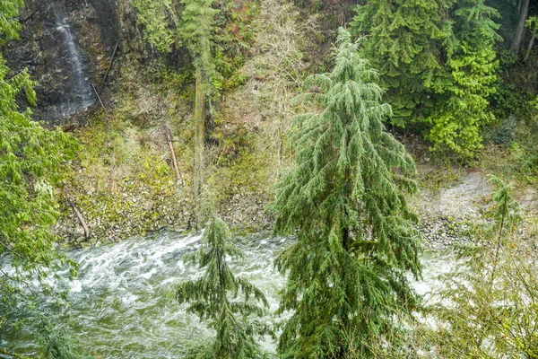 Nature étonnante dans les bois canadiens - merveilleuse forêt verte — Photo