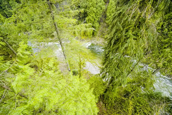 Natureza selvagem canadense - floresta verde com muito musgo — Fotografia de Stock