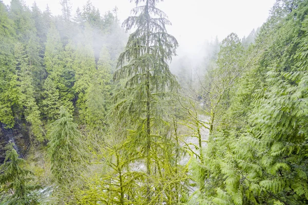 Árboles verdes en la niebla - bosques místicos en Canadá — Foto de Stock