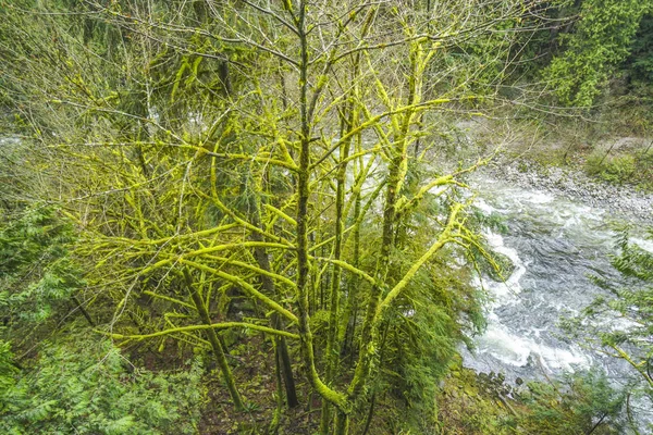 Kleiner Bach zwischen grünen Bäumen im kanadischen Wald — Stockfoto