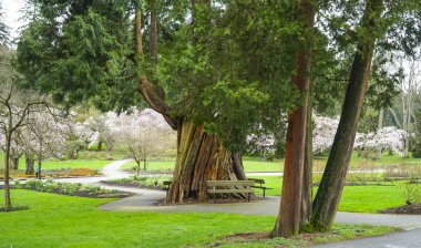 Güzel Stanley Park, Vancouver - Vancouver - Kanada - 12 Nisan 2017