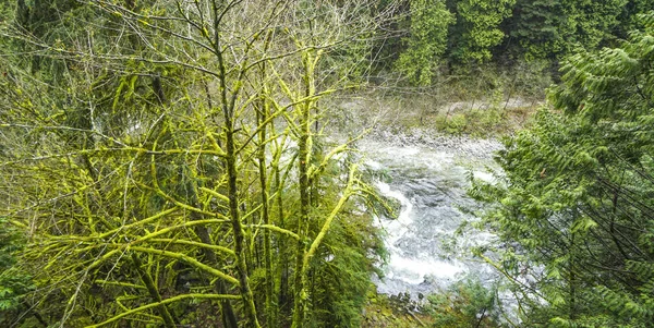 Pequeno riacho entre árvores verdes na Floresta Canadense — Fotografia de Stock