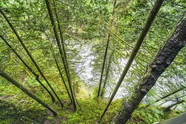 Gigantische bomen in het Canadese bos — Stockfoto