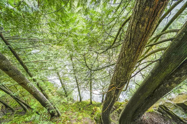 Gigantische bomen in het Canadese bos — Stockfoto