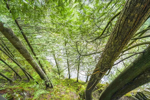Gigantische bomen in het Canadese bos — Stockfoto