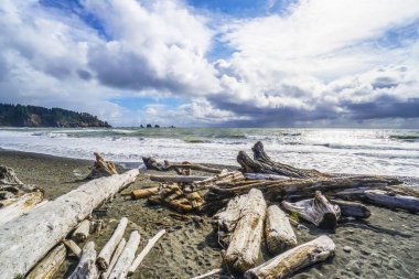 Güzel sahil şeridi Clallam County Washington - çatal - Washington La Push