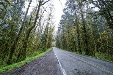 Hoh yol olimpik Milli Parkı - çatal - Washington Hoh yağmur ormanlarında