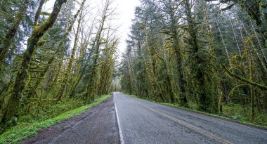 Forks Washington yakınlarındaki yağmur ormanı boyunca Sokak - Forks - Washington
