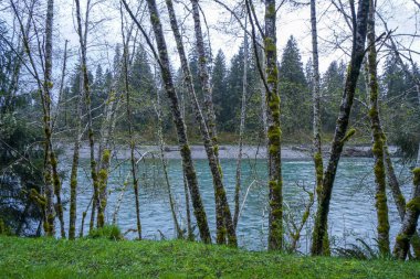 Hoh Nehri'nde güzel yağmur ormanı ağaçları - Forks - Washington