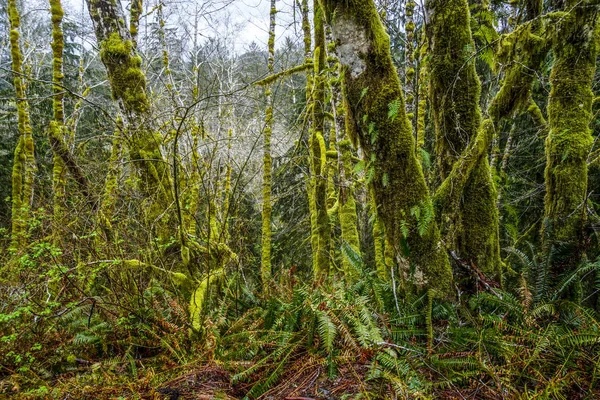 Impresionante vegetación con árboles musgosos en Hoh Rain Forest Washington - FORKS - WASHINGTON — Foto de Stock