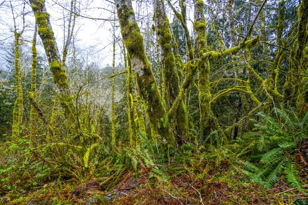 Beeindruckende Wildnis am hoh-Regenwald mit bemoosten Bäumen - Gabeln - Washington — Stockfoto