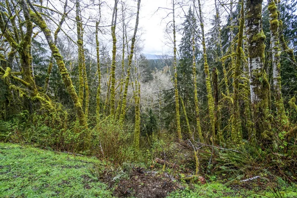 Awesome vegetation with mossy trees at Hoh Rain Forest Washington - FORKS - WASHINGTON — Stock Photo, Image