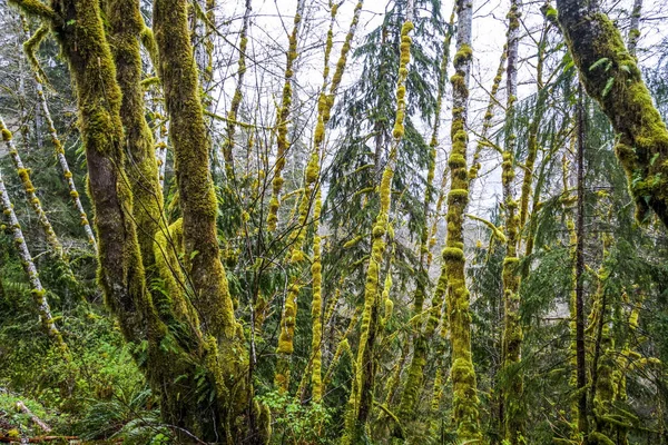 Impressionante vegetação com árvores musgosas em Hoh Rain Forest Washington - FORKS - WASHINGTON — Fotografia de Stock