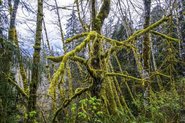 Bella fantasia come la natura a Hoh foresta pluviale - FORCHE - WASHINGTON — Foto Stock