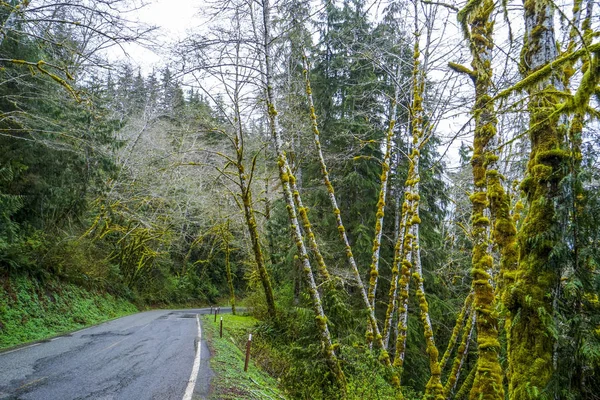 Úžasný dešťový Les nedaleko vidlice Bogachiel Clallam-vidlice-Washington — Stock fotografie