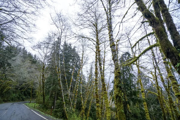 Floresta tropical incrível perto de Forks Bogachiel Clallam County - FORKS - WASHINGTON — Fotografia de Stock