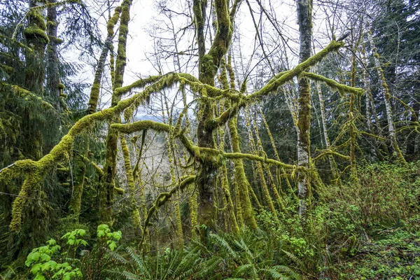 Bella fantasia come la natura a Hoh foresta pluviale - FORCHE - WASHINGTON — Foto Stock