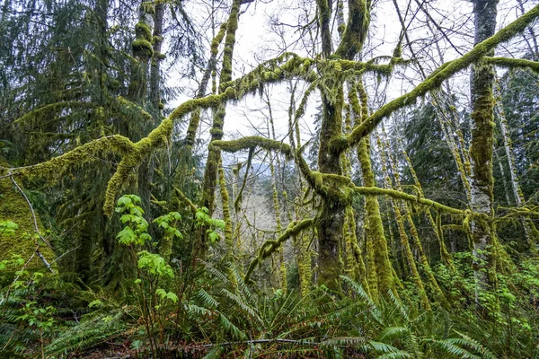 Beeindruckende Wildnis am hoh-Regenwald mit bemoosten Bäumen - Gabeln - Washington — Stockfoto