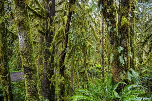 Amazing regnskog nära gafflar Bogachiel Clallam County-Forks-Washington — Stockfoto