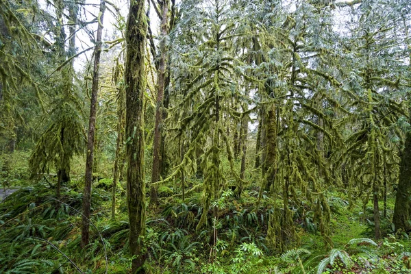 Beeindruckende Wildnis am hoh-Regenwald mit bemoosten Bäumen - Gabeln - Washington — Stockfoto