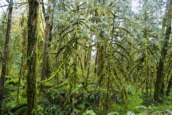 Increíble selva tropical cerca de Forks Bogachiel Clallam County - FORKS - WASHINGTON — Foto de Stock