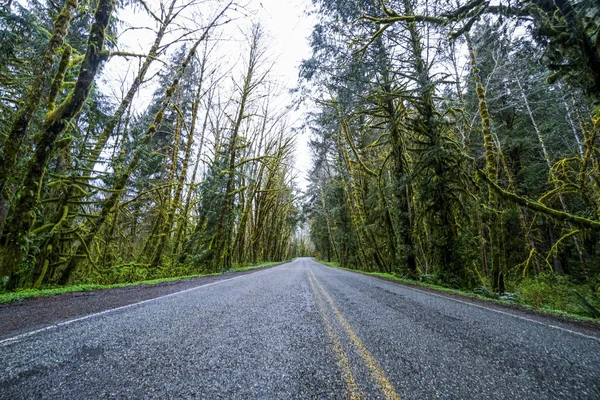 Strada attraverso la foresta pluviale vicino a Forks Washington - FORKS - WASHINGTON — Foto Stock