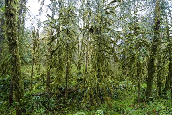 Wunderschöne phantasie wie natur im hoh regenwald - gabeln - washington — Stockfoto