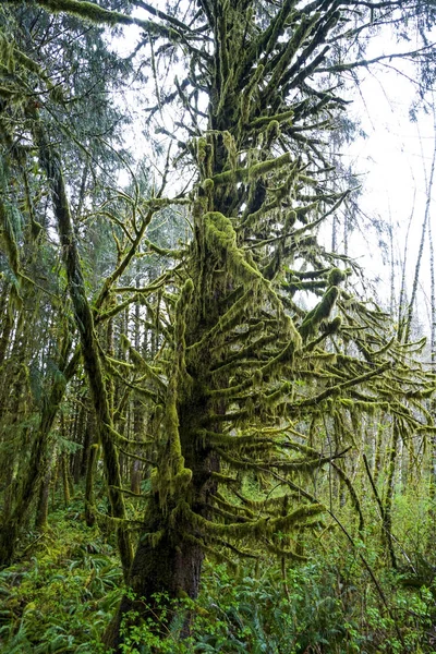 Beeindruckende Wildnis am hoh-Regenwald mit bemoosten Bäumen - Gabeln - Washington — Stockfoto