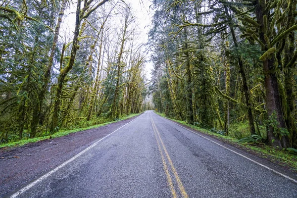 Hoh Road v deštném pralese Hoh v Olympijském národním parku - vidlice - Washington — Stock fotografie
