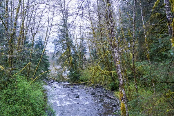 Pequeno riacho na floresta tropical Hoh perto de garfos - Garfos - WASHINGTON — Fotografia de Stock