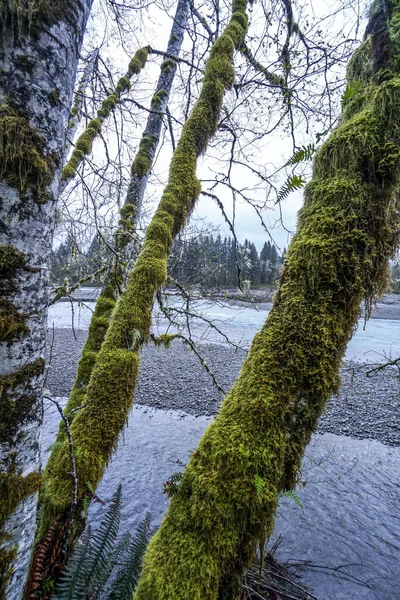 Красиві тропічні ліси дерева в Хох річки-вилки-Вашингтон — стокове фото