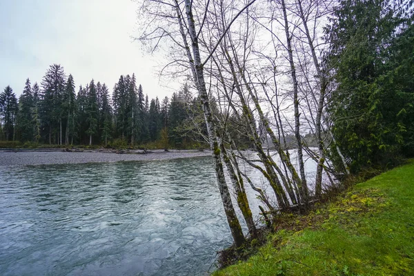 Beaux arbres de forêt tropicale à Hoh River - FORKS - WASHINGTON — Photo