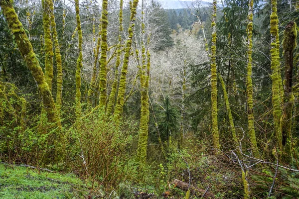Incredibile foresta pluviale vicino a Forks Bogachiel Clallam County - FORKS - WASHINGTON — Foto Stock