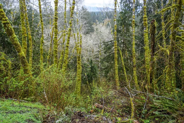 Atemberaubende Vegetation mit bemoosten Bäumen bei hoh Regenwald washington - gabeln - washington — Stockfoto