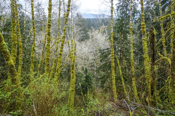 Incredibile foresta pluviale vicino a Forks Bogachiel Clallam County - FORKS - WASHINGTON — Foto Stock