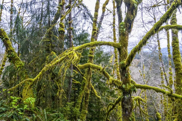 Bella fantasia come la natura a Hoh foresta pluviale - FORCHE - WASHINGTON — Foto Stock