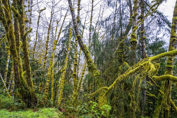 Incredibile foresta pluviale vicino a Forks Bogachiel Clallam County - FORKS - WASHINGTON — Foto Stock