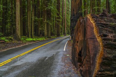 Redwood Milli Parkı, devlerin Avenue