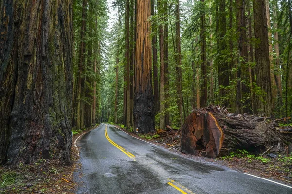Viale dei Giganti al Parco Nazionale di Redwood — Foto Stock