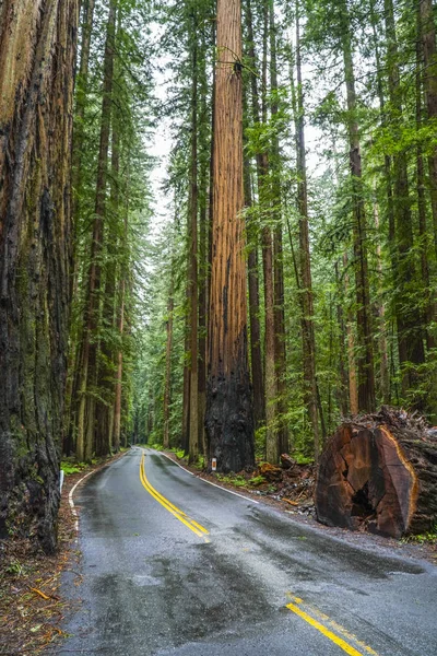 As árvores gigantes de cedro vermelho no Parque Nacional Redwoods — Fotografia de Stock
