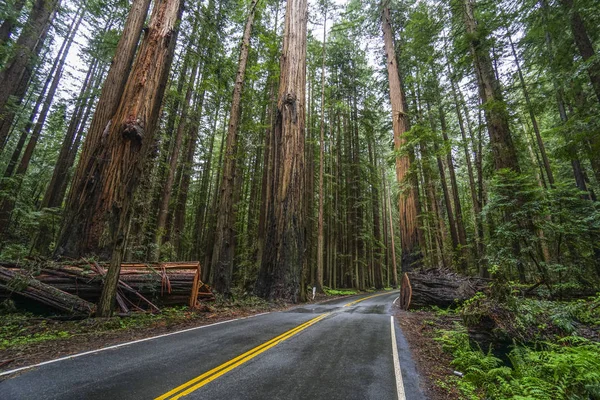 Bela rua através da Floresta Redwood — Fotografia de Stock