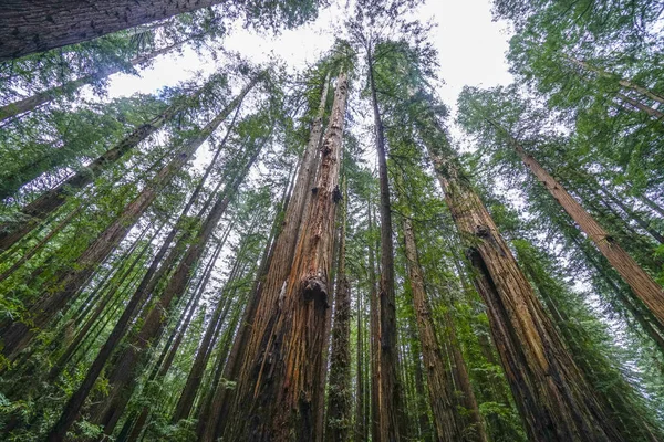 Avenida de los Gigantes en el Parque Nacional Redwood — Foto de Stock