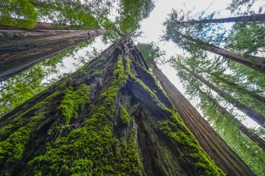Redwood Milli Parkı, devlerin Avenue