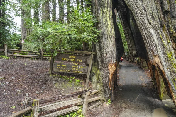 The famous Shrine Drive-through tree at Redwoods National Park - ARCATA - CALIFORNIA - APRIL 17, 2017 — Stock Photo, Image