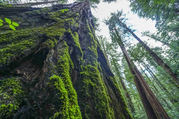 Giant Redwood Trees in the Redwoods National Park